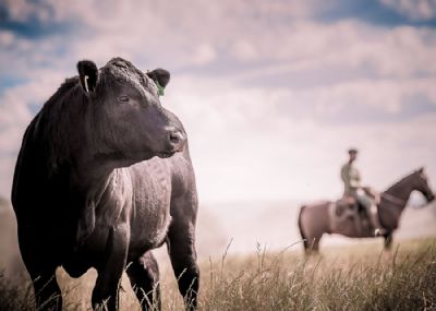Calculadora ajuda produtor a escolher melhores cruzamentos na pecu�ria