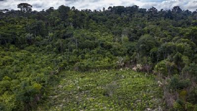 Estudo mostra que regenera��o natural de florestas � menor do que se pensava