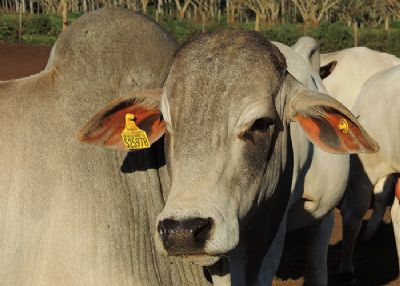 Gen�mica mostra influ�ncia do sexo dos reprodutores na maciez da carne bovina