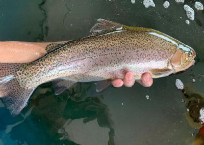 Teste gen�mico ajuda a melhorar a produ��o de truta no Brasil