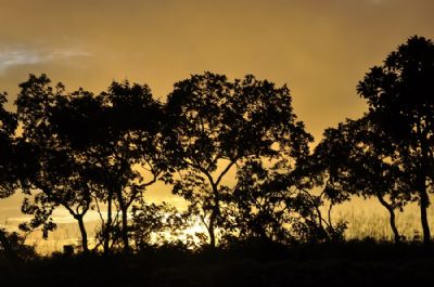 Pesquisas com esp�cies nativas contribuem para conserva��o do Cerrado