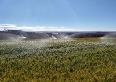 Pesquisa indica momento e quantidade de �gua ideais para irriga��o do trigo no Cerrado