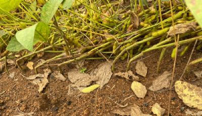 Embrapa define metodologia de coleta e faz pesquisa sobre quebramento da haste da soja
