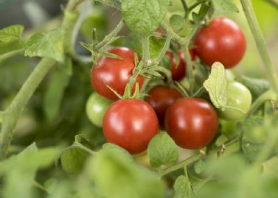 Ci�ncia identifica bacilos capazes de aumentar o crescimento do tomateiro