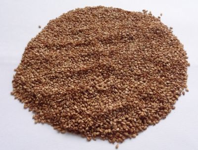 Embrapa tem a primeira cultivar de gergelim protegida do Brasil