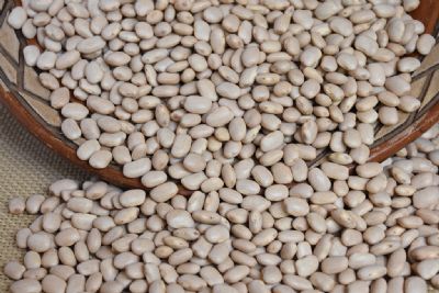 Pesquisadores desenvolvem nova cultivar de feij�o mulatinho para o Nordeste