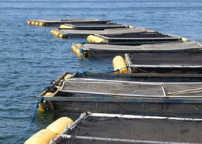 Pesquisa melhora desempenho da produ��o de tambaqui em tanques-rede