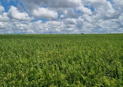 Zarc aponta 80% de chance de sucesso para plantio de arroz irrigado em grande parte do Tocantins