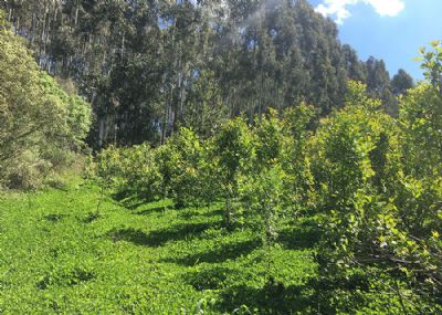 Cultura da erva-mate conta agora com calculadora de carbono