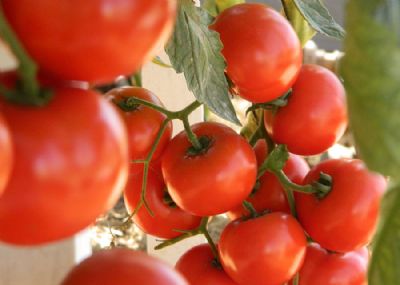 Ausente no Brasil, doen�a do tomate � registrada no norte da Argentina