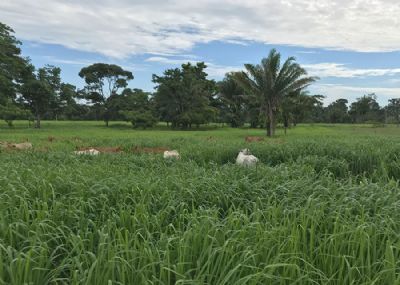 Plantio direto a lan�o acelera a recupera��o de pastagens degradadas