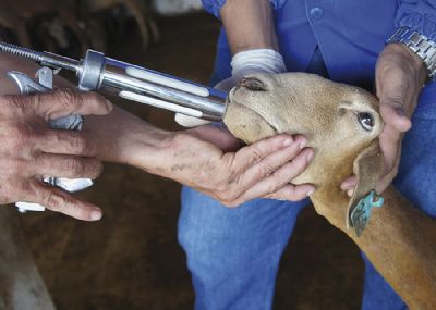 Pesquisa valida vacina contra verminose de caprinos e ovinos no Brasil