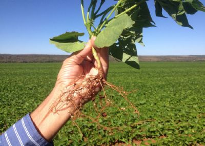 Bioprodutos geram at� 214% de retorno sobre sua aplica��o na cultura do feij�o