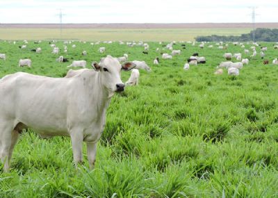 Monitoramento remoto ir� mapear a intensifica��o sustent�vel da agricultura brasileira