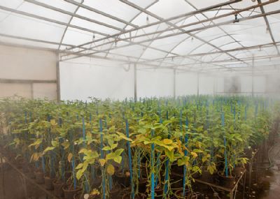 Associar fungicidas e estrat�gias de manejo � fundamental para o controle da ferrugem da soja