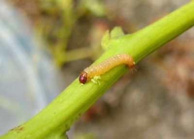 Vespa � capaz de controlar a broca-das-pontas do cajueiro