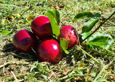 M�todos inovadores potencializam melhoramento gen�tico do maracuj�