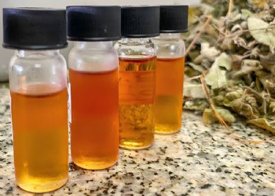 �leo essencial de alecrim-do-mato � capaz de controlar fungos e bact�rias em culturas agr�colas