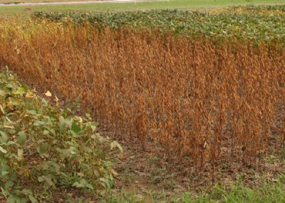 Estudo comprova: Antecipa��o de desseca��o da soja reduz massa e quantidade de �leo no gr�o