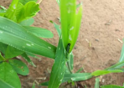 Estudo valida estrat�gias de controle da lagarta-do-cartucho em sistemas integrados