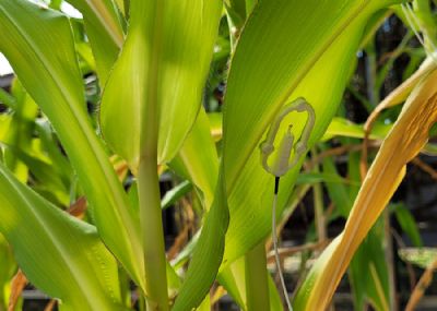 Intelig�ncia artificial analisa temperatura das folhas para identificar necessidade de �gua