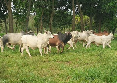 Protocolos de produ��o de carne reduzem em at� 15% a emiss�o de g�s de efeito estufa