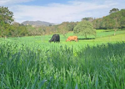 Observat�rio do Leite Org�nico disponibiliza dados sobre essa cadeia a usu�rios e consumidores