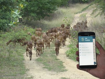 Agrotins apresenta tecnologias sobre produ��o de ovinos