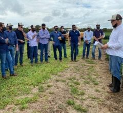 Resultados de pesquisas de soja em solos arenosos s�o apresentados no CAD Parecis