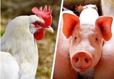 ABPA comemora novas habilita��es de frigor�ficos de aves e su�nos