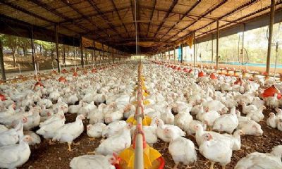 Ovos: Com baixa procura, pre�os recuam