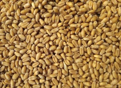 Pre�os resistem, mas mercado de trigo perde for�a no Sul