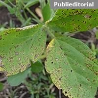 IHARA lan�a biol�gico com mol�cula in�dita no Brasil