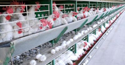 Ovos: altas nos pre�os no in�cio de julho