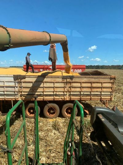 Alta no pre�o do milho � registra