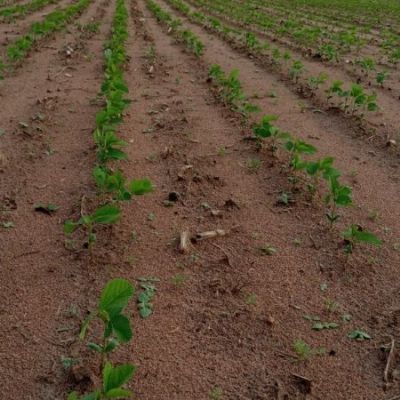 Colheita da soja passa dos 63% em Mato Grosso do Sul, conforme dados do Siga/MS