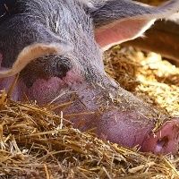 China pretende criar mais su�nos e tirar produtores da pobreza