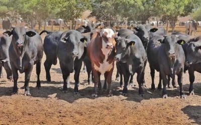Mato Grosso conta com 406 propriedades aptas a exportar para Uni�o Europeia