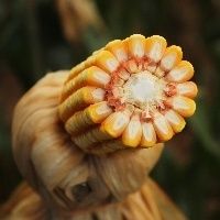 Milho fecha Abril com baixa hist�rica de 19,44%