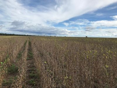 Brasil j� vendeu 2,4 mi/t para China essa semana