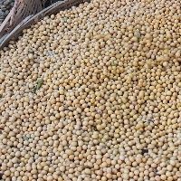 Soja segue lucrativa no Brasil