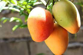 Manga: Oferta de palmer j� come�a a diminuir em SP