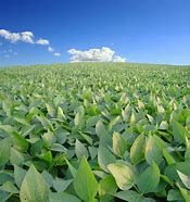 Mapa anuncia a libera��o de R$ 1 bilh�o para o seguro rural