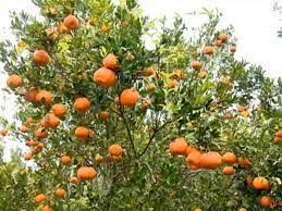 Citrus: Ponc� e laranja pera se valorizam, enquanto pre�o da tahiti cai