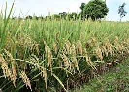 ARROZ/CEPEA: Com pouca oscila��o, Indicador segue na casa dos R$ 77,00/sc