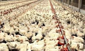 Frango: Vendas internas seguem aquecidas; exporta��es crescem