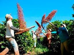 Caf�: Cafezais de ar�bica registram floradas