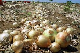 Cebola: Chuvas afetam colheita; pre�os sobem