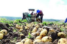 Batata: Com menor qualidade, pre�os recuam