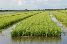 Arroz: Em queda h� um ano, Indicador � o menor desde abr/19